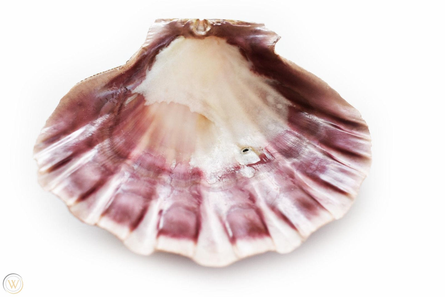 Lion's Paw Sea Shell